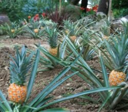 Versorgungssicherheit in der Dominikanischen Republik